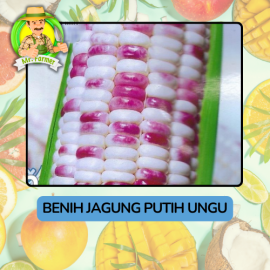 Benih Buah Buahan Bibit Biji Tanaman Organik