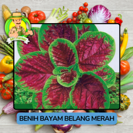 Benih Sayuran Bayam Bibit Biji Tanaman