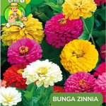 Benih Tanaman Hias Bibit Bunga Anggrek Matahari Mawar