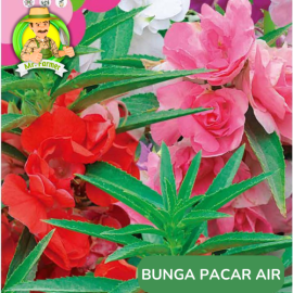 Benih Tanaman Hias Bibit Bunga Anggrek Matahari Mawar