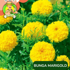 Benih Tanaman Hias Bibit Bunga Anggrek Matahari Mawar