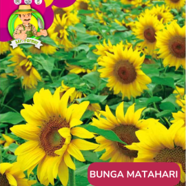 Benih Tanaman Hias Bibit Bunga Anggrek Matahari Mawar