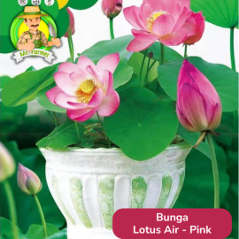 Benih Tanaman Hias Bibit Bunga Anggrek Matahari Mawar