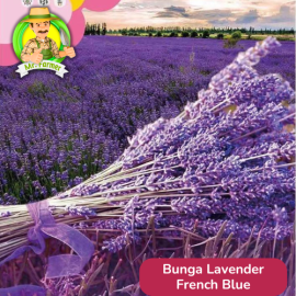 Benih Tanaman Hias Bibit Bunga Anggrek Matahari Mawar