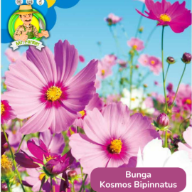 Benih Tanaman Hias Bibit Bunga Anggrek Matahari Mawar