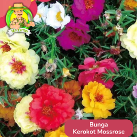 Benih Tanaman Hias Bibit Bunga Anggrek Matahari Mawar
