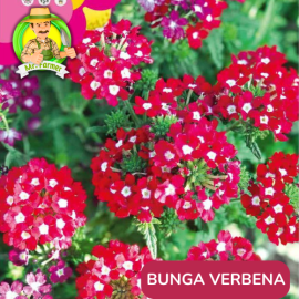 Benih Tanaman Hias Bibit Bunga Anggrek Matahari Mawar