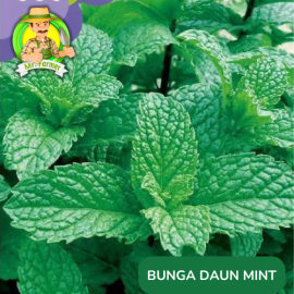 Benih Tanaman Hias Bibit Bunga Anggrek Matahari Mawar