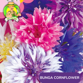 Benih Tanaman Hias Bibit Bunga Anggrek Matahari Mawar