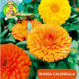 Benih Tanaman Hias Bibit Bunga Anggrek Matahari Mawar