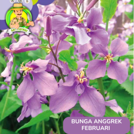 Benih Tanaman Hias Bibit Bunga Anggrek Matahari Mawar
