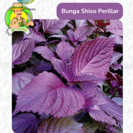 Benih Tanaman Hias Bibit Bunga Anggrek Matahari Mawar