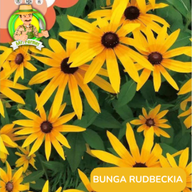 Benih Tanaman Hias Bibit Bunga Anggrek Matahari Mawar