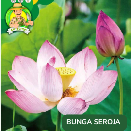 Benih Tanaman Hias Bibit Bunga Anggrek Matahari Mawar
