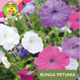 Benih Tanaman Hias Bibit Bunga Anggrek Matahari Mawar