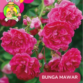 Benih Tanaman Hias Bibit Bunga Anggrek Matahari Mawar