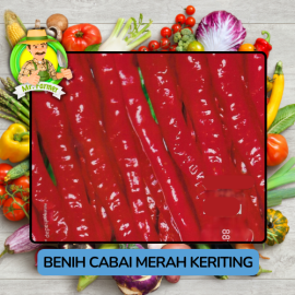 Benih Cabai Rawit Besar Paprika Bibit Biji Tanaman