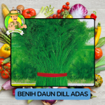 Benih Sayuran Dill Adas Bibit Biji Tanaman