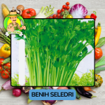 Benih Sayuran Seledri Bibit Biji Tanaman