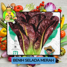 Benih Sayuran Selada Hijau Ungu Bibit Biji Tanaman