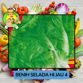 Benih Sayuran Selada Hijau Ungu Bibit Biji Tanaman