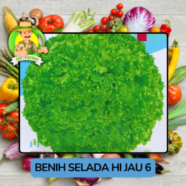 Benih Sayuran Selada Hijau Ungu Bibit Biji Tanaman