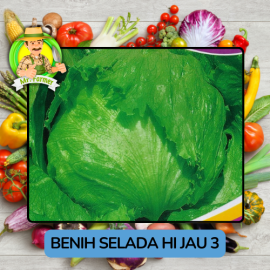 Benih Sayuran Selada Hijau Ungu Bibit Biji Tanaman