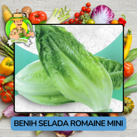Benih Sayuran Selada Hijau Ungu Bibit Biji Tanaman