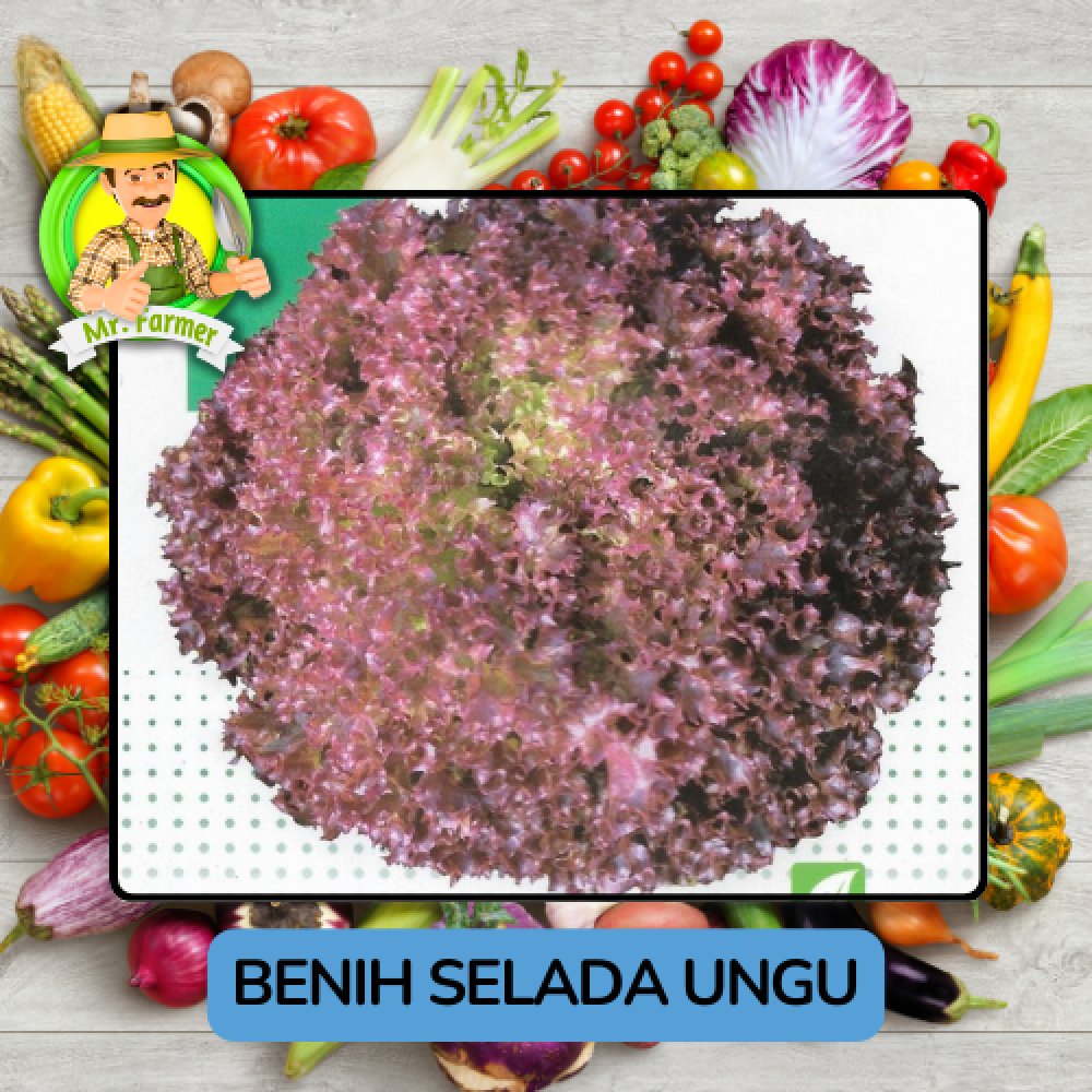 Benih Sayuran Selada Hijau Ungu Bibit Biji Tanaman
