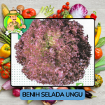 Benih Sayuran Selada Hijau Ungu Bibit Biji Tanaman