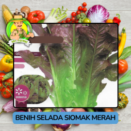 Benih Sayuran Selada Hijau Ungu Bibit Biji Tanaman